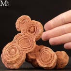 Natuurlijke woestijnroos gipskristalcluster – Saharaanse