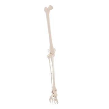 Anatomie model beenskelet, Nieuw