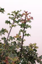 Gewone Hulst/Ilex aquifolium 50t/m175cm (Haagplant), Ophalen of Verzenden, Overige soorten, Haag, 100 tot 250 cm