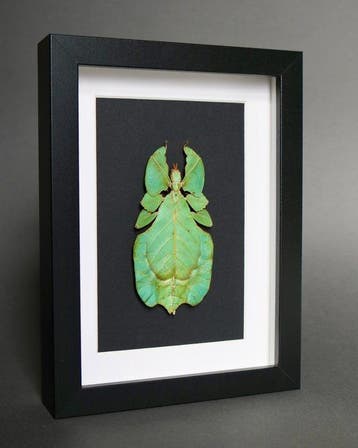 Bladfasmide Taxidermie volledige montage - Phyllium
