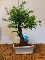 Kustmammoetboom bonsai (Sequoia) - Hoogte (boom): 31 cm -, Antiek en Kunst