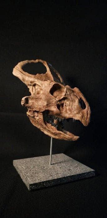 Protoceratops Taxidermie replica montage - Replica
