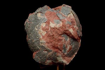 Dinosaurus - Gefossiliseerd ei - Hadrosaurus or