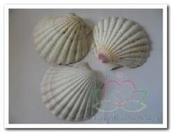 Pecten Maximus Jacobsschelp BOL Per stuk, Ophalen of Verzenden, Nieuw