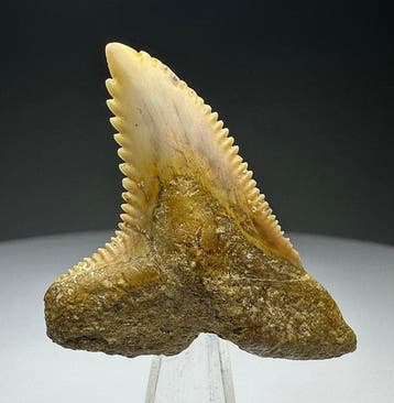 Hemipristis serra - Fossiele tand - 4.2 cm - 3.4 cm