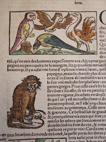 Sebastian Münster (1489–1552) - Cosmographie Universelle -