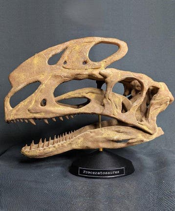 Fossiele schedel - Proceratosaurus - Museum-Grade Replica -