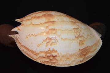 Zeeslak Zeeschelp - S-551 MELO UMBILICATUS (Zonder, Verzamelen, Nieuw