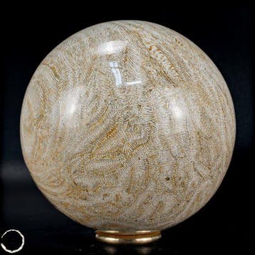 Natuurlijke AA+++ Fossiel Goniopora-koraalbol, Australië,