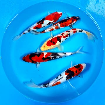 Japanse koi • Tosai • Nisai • Nieuwe voorraad, Dieren en Toebehoren, Karper of Koi