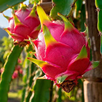Drakenfruit Wit, groot, nachtbloeiend, Verzenden