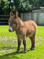 Mini - ezels te koop, Meerdere dieren