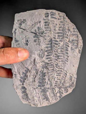 Fossiele zaadloze varens - Gefossiliseerde plant -