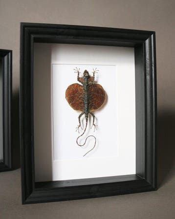 Hagedis Taxidermie volledige montage - Draco volans - 25 cm, Antiek en Kunst, Curiosa en Brocante