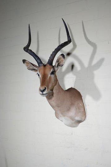 Impala Taxidermie wandmontage - Aepyceros melampus - 42 cm -, Nieuw