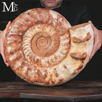 Fossiele ammoniet uit het Jura-tijdperk, 17,6 kg Grote rode