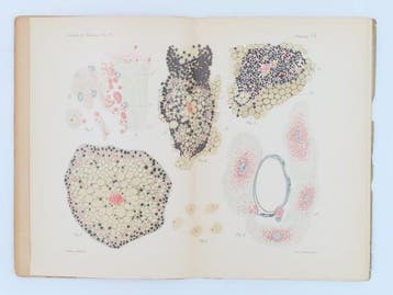 [Phagocytose] C. de Bruyne - Recherches au sujet de