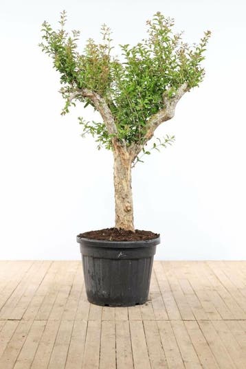 Granaatappelboom / Punica Granatum op stam 225-250 cm