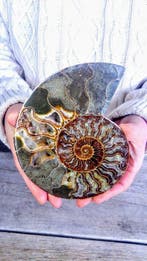 Ammoniet - Gefossiliseerd dier - Aioloceras (Cleoniceras), Verzamelen, Mineralen en Fossielen