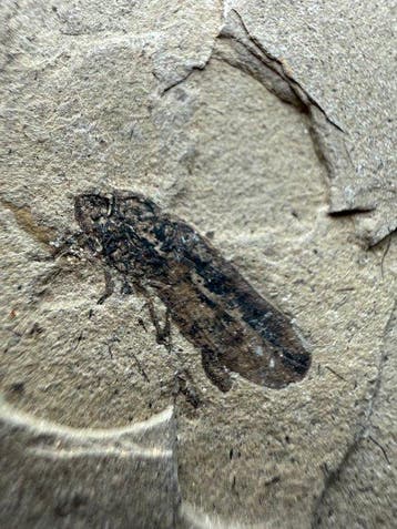 Topkwaliteit bewaarde Jurassic Froghopper - Fossiele matrix