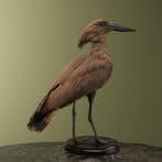 Hamerkop Taxidermie Opgezette Dieren By Max, Verzamelen, Dierenverzamelingen, Ophalen of Verzenden, Nieuw, Vogel, Opgezet dier