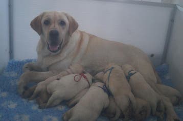 Authentieke Gele Labrador Pups Met Stamboom, Nederland, Parvo, 8 tot 15 weken, Labrador retriever