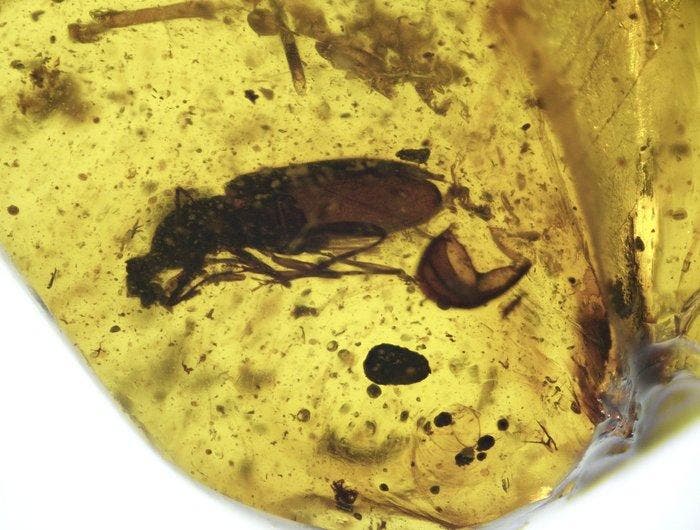 Birmese barnsteen - Barnsteen - Burmese Amber (99 Ma) with, Verzamelen, Mineralen en Fossielen