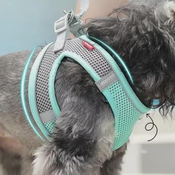 Verstelbaar Puppy en Kat Tuigje met Riem - Ideaal voor Klein, Verzenden, Nieuw
