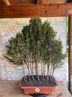 Hinoki cipres bonsai (Chamaecyparis obtusa) - Hoogte (boom):, Antiek en Kunst