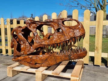 Dinosaurus Schedel - 1:1 Allosaurus Skull 83cm Museum