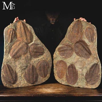 Massieve Devonische plaat met een verzameling van zeven, Antiek en Kunst