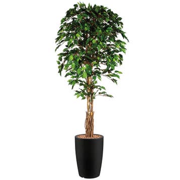 Ficus kunstplant, H210cm, Ophalen of Verzenden, Overige soorten, 200 cm of meer