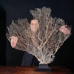 Reusachtige witte gorgonia - Venus waaier - gorgonia