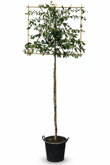 Parrotia persica leiboom 14/16 200cm stam 150b x 120h