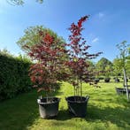 2x Fagus sylvatica atropunicea (Rode beuk), Tuin en Terras, Planten | Bomen