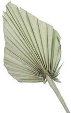 Palmblad Bakla Palm Spear PastelGroen 7 stuks, Huis en Inrichting, Ophalen of Verzenden, Nieuw