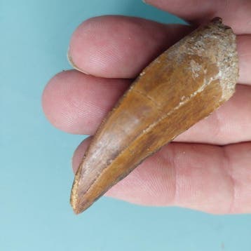 Dinosaurus - Fossiele tand - Carcharodontosaurus sp. - 68 mm