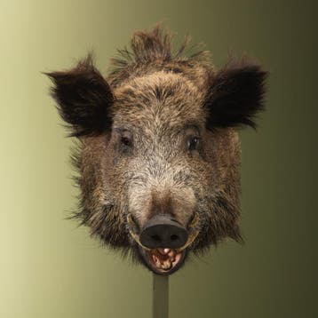 Wild Zwijn Groot Taxidermie Opgezette Dieren By Max, Verzamelen, Dierenverzamelingen, Ophalen of Verzenden, Nieuw, Wild dier, Opgezet dier