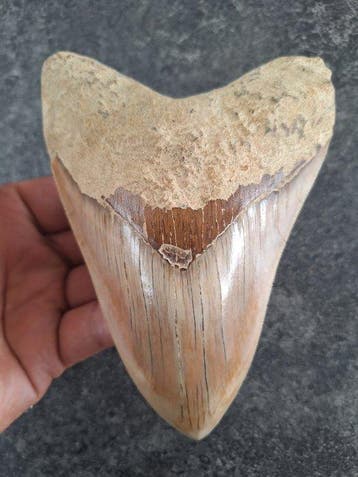 Megalodon - Fossiele tand - 12 cm - 9.2 cm