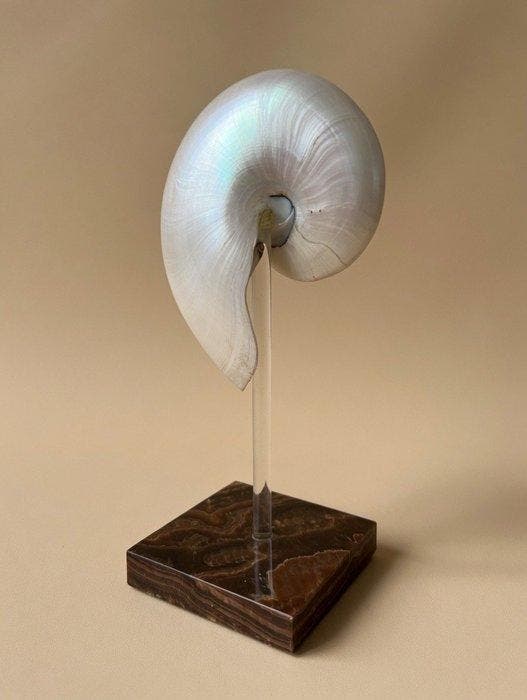 Nautilus Zeeschelp - Fibonacci Spiral -, Antiek en Kunst, Curiosa en Brocante
