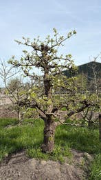 Volwassen Doyenne du Comice Bomen ca. 45 jaar oud, 100 tot 250 cm