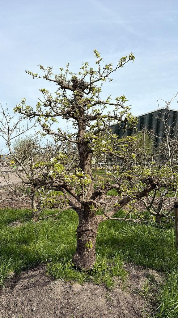 Volwassen Doyenne du Comice Bomen ca. 45 jaar oud, Tuin en Terras, Planten | Bomen, 100 tot 250 cm