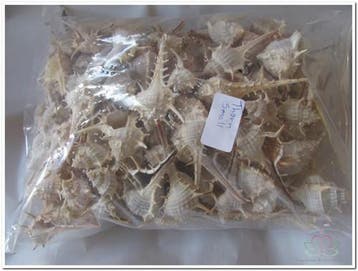 Thorn Schelpen Klein 1 kilo, Ophalen of Verzenden, Nieuw