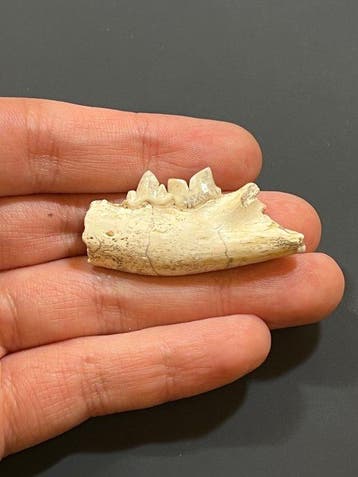 Zoogdier - Gefossiliseerd dier - Felis sp. - 43 mm - 20 mm, Verzamelen