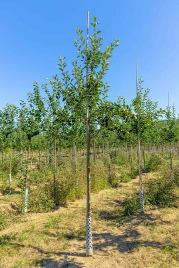 Malus domestica James Grieve hoogstam 14/16