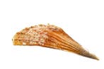 Edel-Pinna of Noble pen shell. Skelet - Pinna nobilis - 0 cm, Nieuw