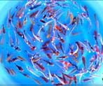 Otsuka  8-10cm (Japanse Koi), Karper of Koi
