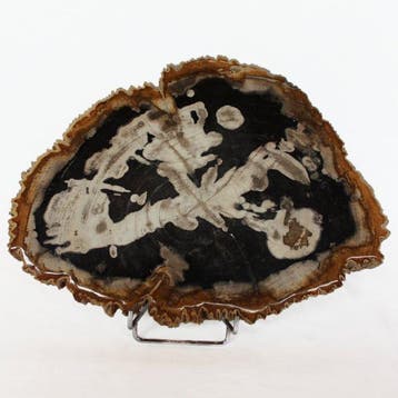 Versteend hout - Gefossiliseerd hout - Dipterocarpus - 32 cm