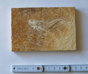 Vis - Gefossiliseerd dier - Leptolepides sprattiformis