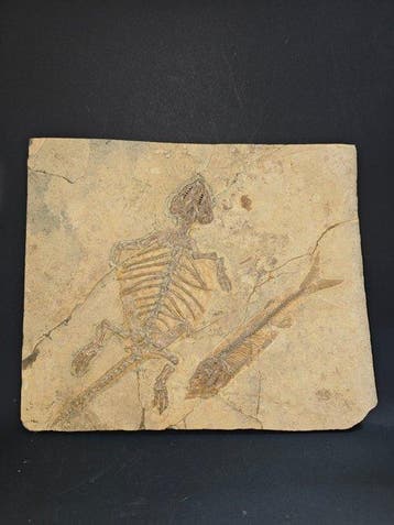 Zeldzame dinosaurus - Gefossiliseerd dier - Symbiotic fossil, Verzamelen
